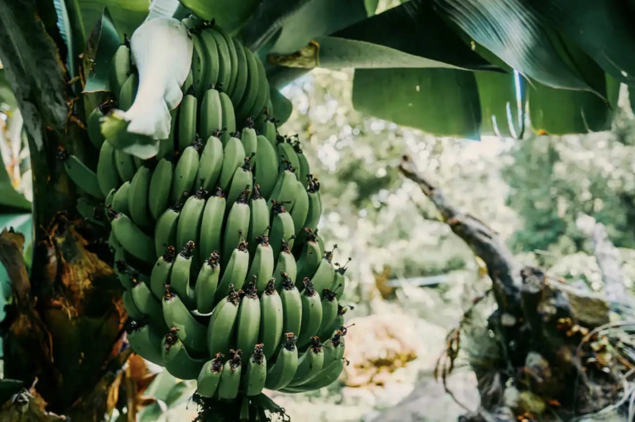 A cluster of green bananas growing in the Maestro Valley food forest